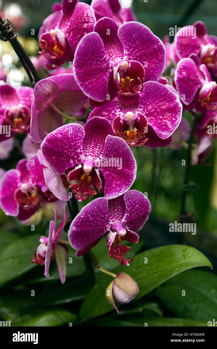Orchideen Orchidee Garten der königlichen botanischen Gärten Singapur Stockfoto