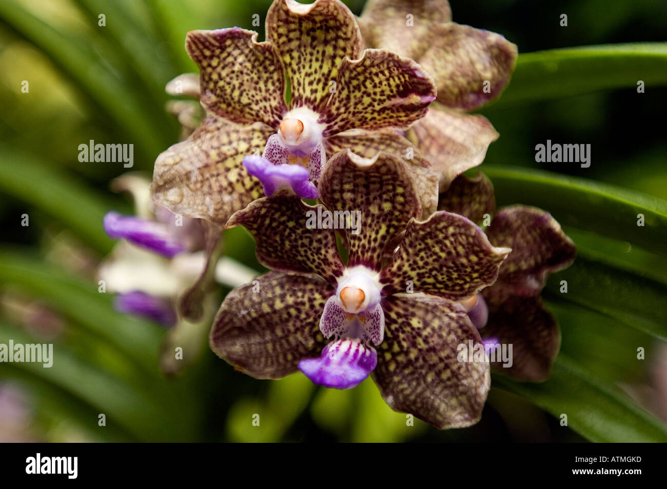 Orchideen Orchidee Garten der königlichen botanischen Gärten Singapur Stockfoto