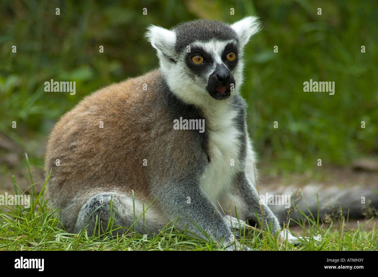 Lemur Catta suchen schockiert, als ob er etwas Schreckliches gesehen hat Stockfoto