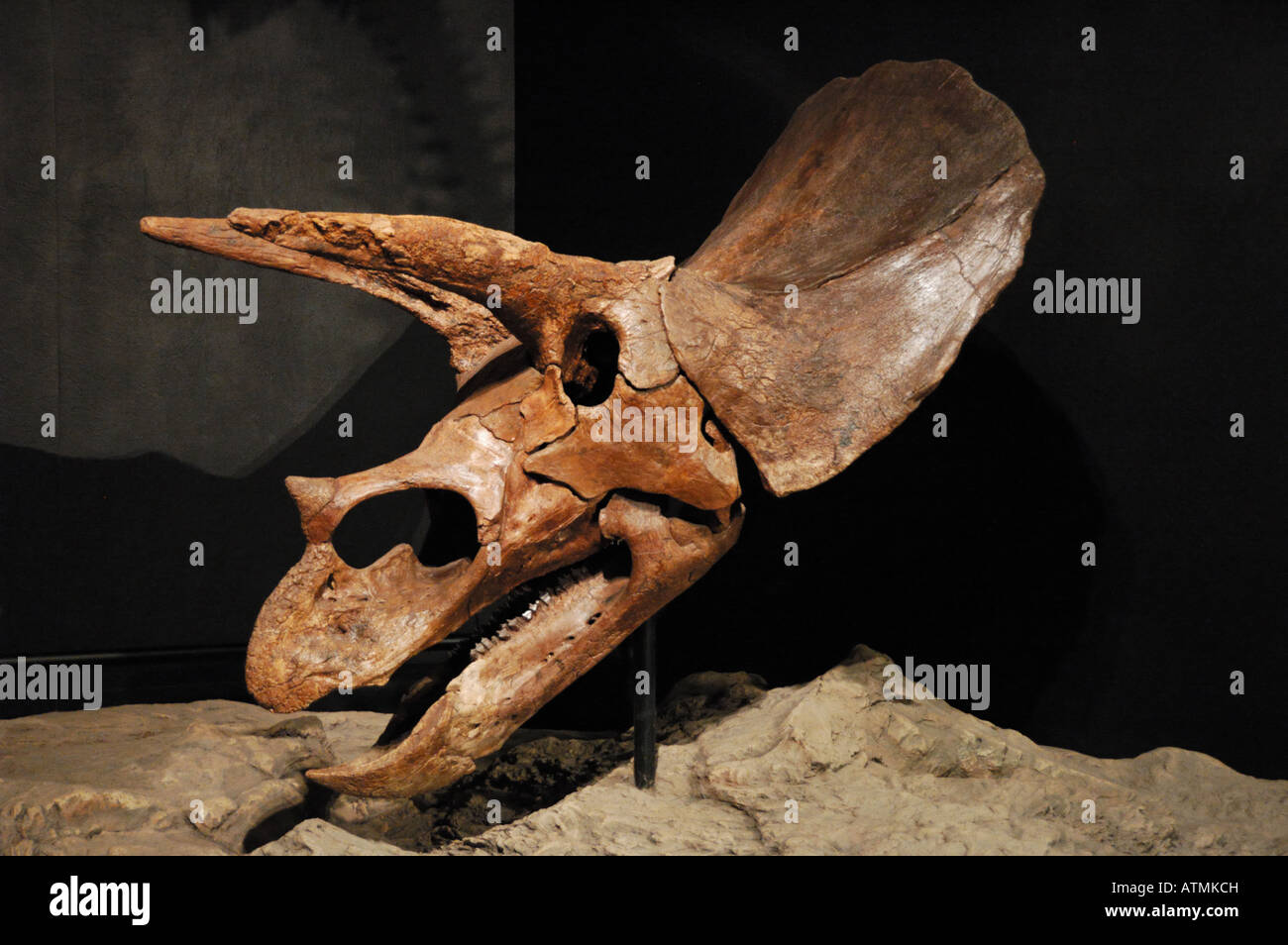 Fossiler Schädel ein Triceratops. Stockfoto