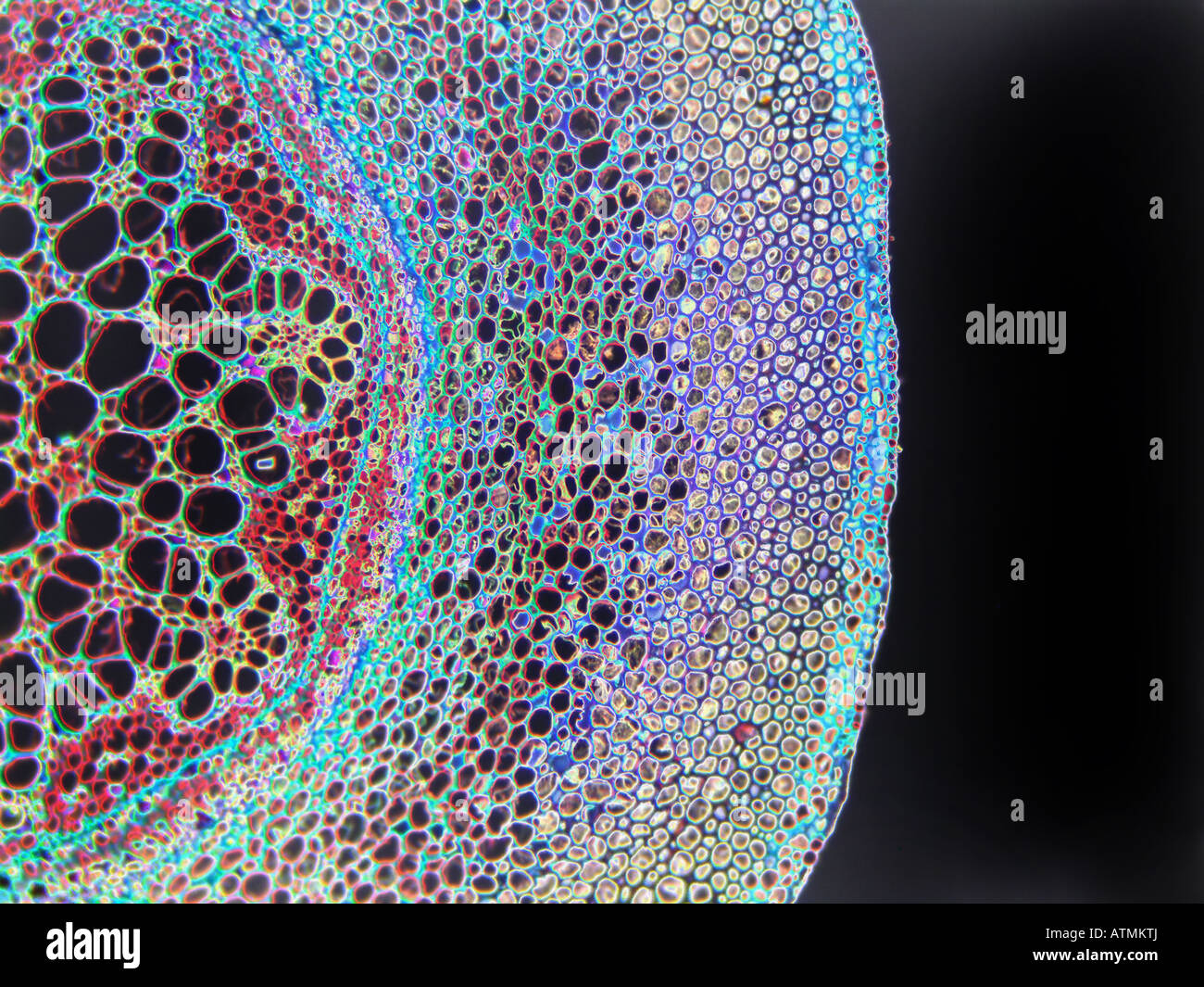 Farn root Cs HP N5614 sol Stockfoto