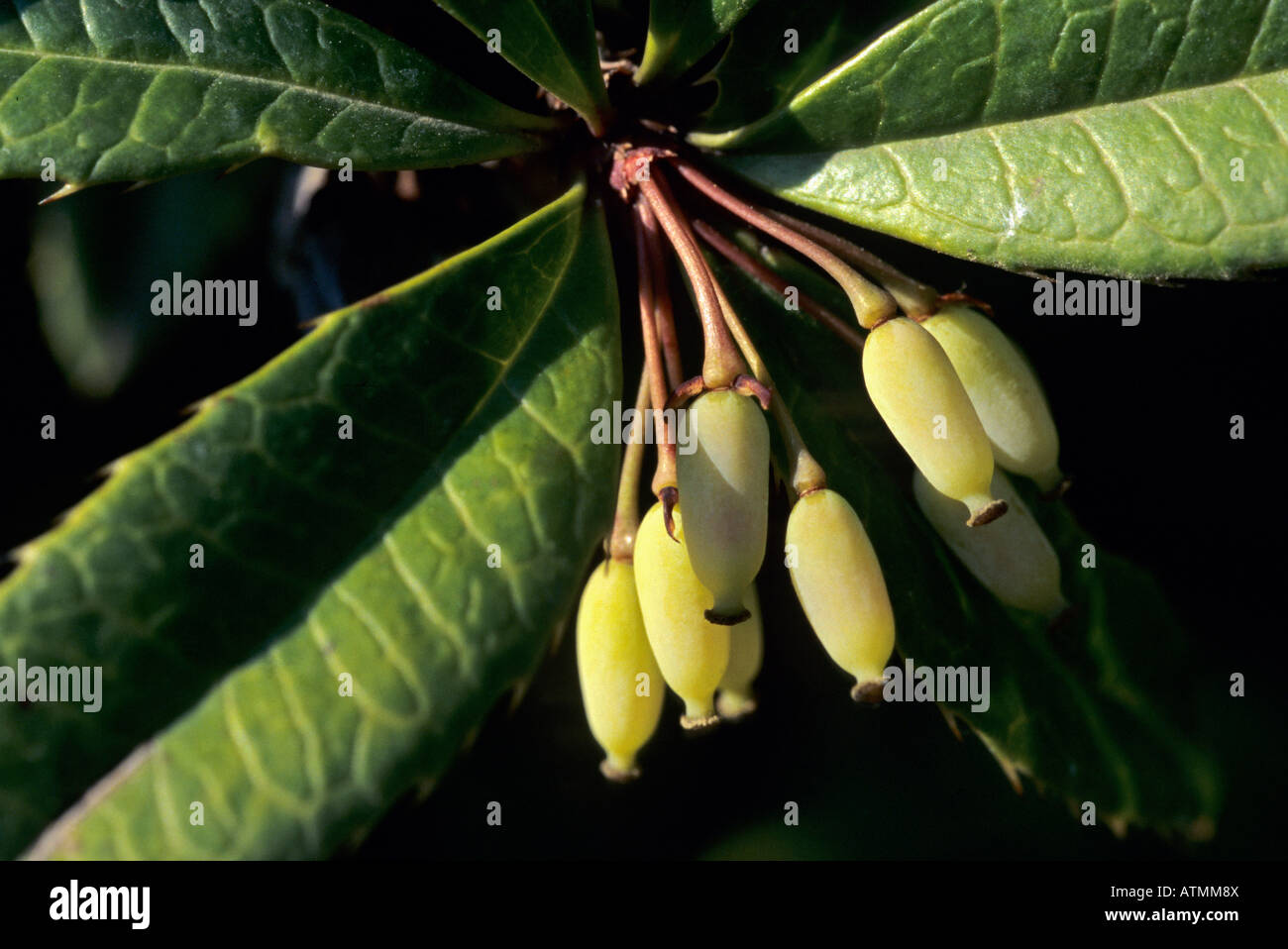 Beeren Stockfoto