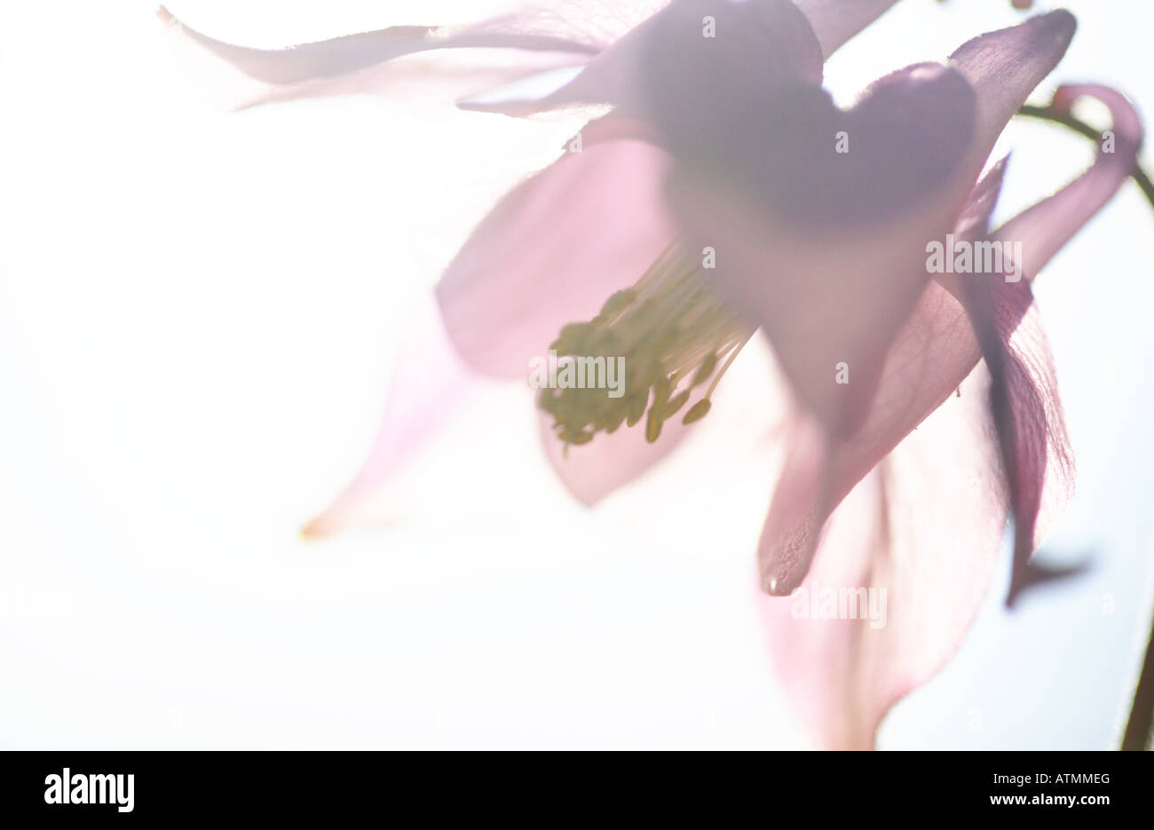 Aquiligea Blume Nahaufnahme als abstrakte seltsame Bild mit starker Sonneneinstrahlung hinter und Unschärfe als Kunst Druck anstatt Rekord geeignet Stockfoto