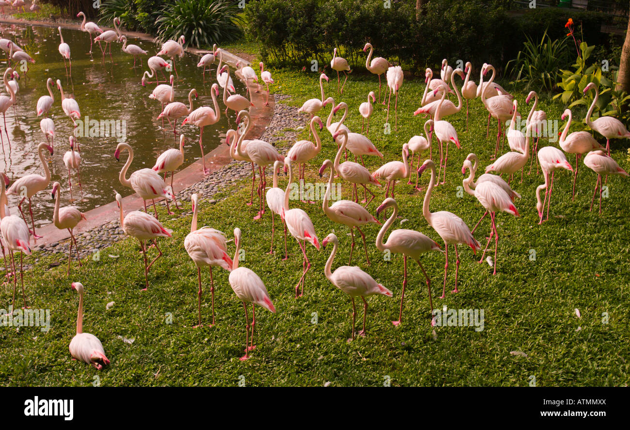 HONG KONG CHINA Flamingos in Kowloon Park Stockfoto