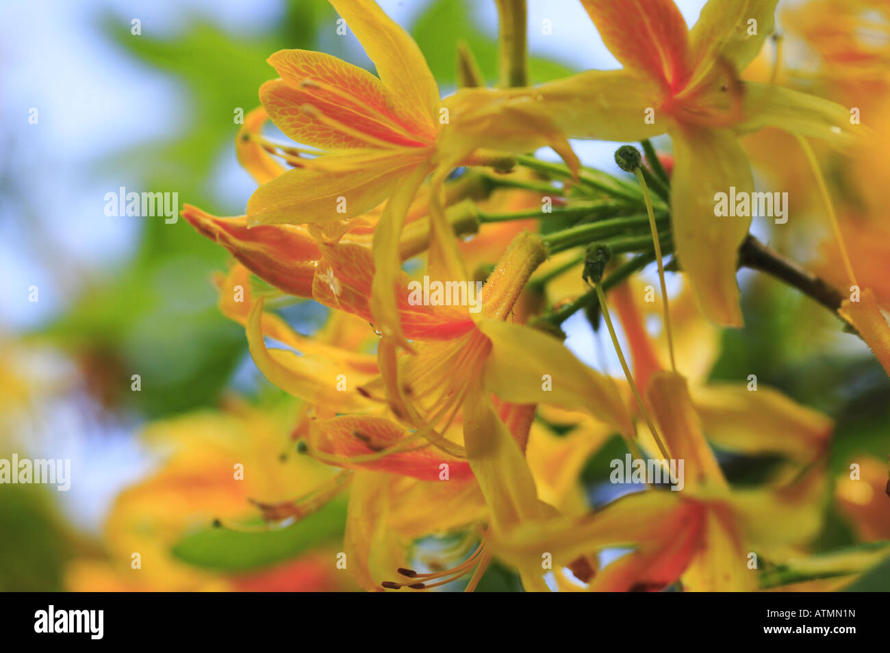 leuchtend gelb blühenden Azaleen in Nahaufnahme, gelben Blüten voll geöffnet und blühen im Frühling Sonnenschein. Stockfoto