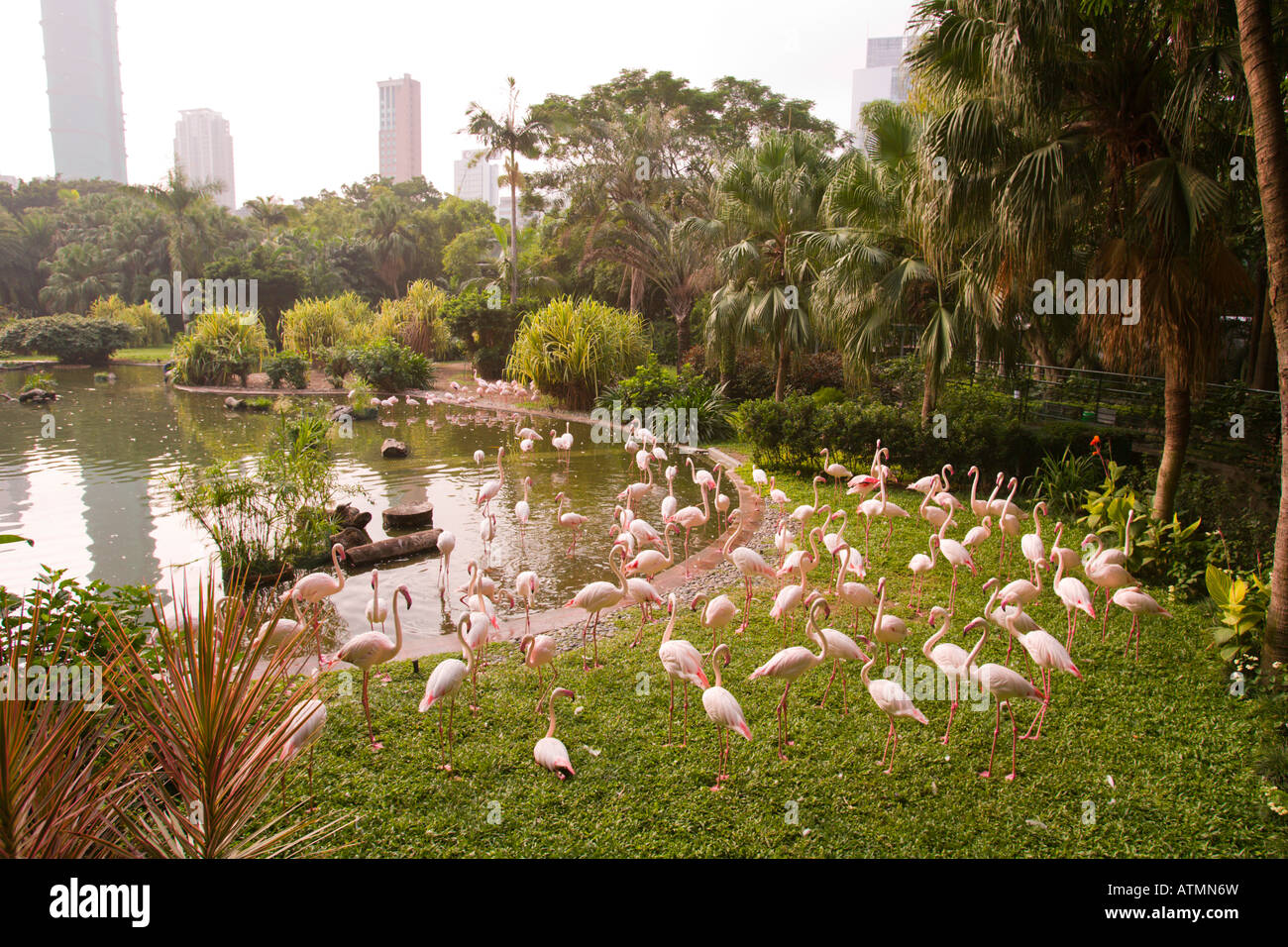 HONG KONG CHINA Flamingos in Kowloon Park Stockfoto