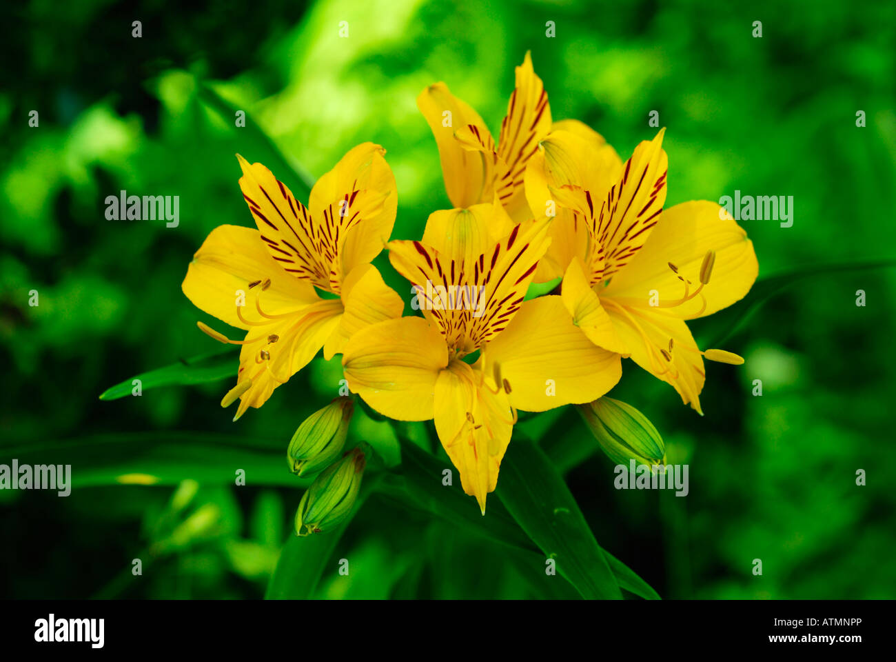 Blumen von Amancay, Provinz Neuquén, Argentinien, Patagonien, Südamerika Stockfoto