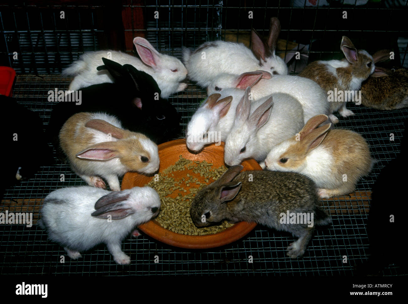 Kaninchen Kaninchen Anbieter, verkaufen, verkaufen, Hasen, Kaninchen, Hasen, Kaninchen, Haustier Kaninchen, Chatuchak Weekend Market, Bangkok, Thailand, Asien Stockfoto