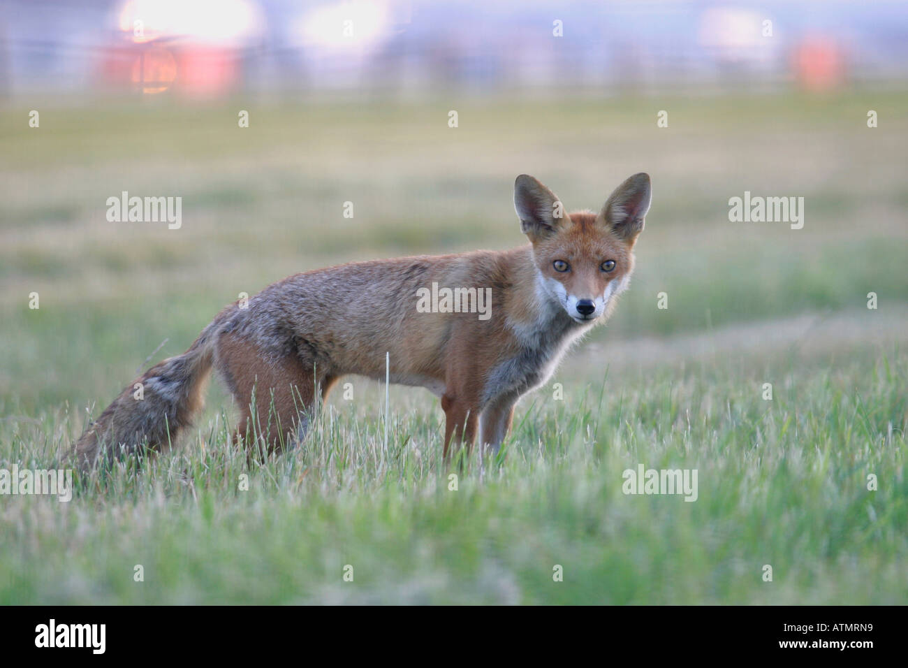 Fuchs am Flughafen London Heathrow Stockfoto