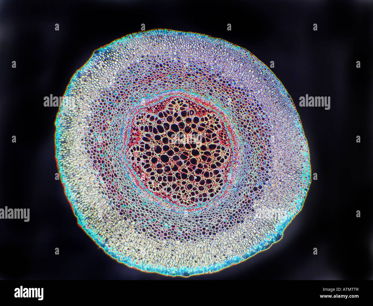 Farn root Cs LP N5606 sol Stockfoto