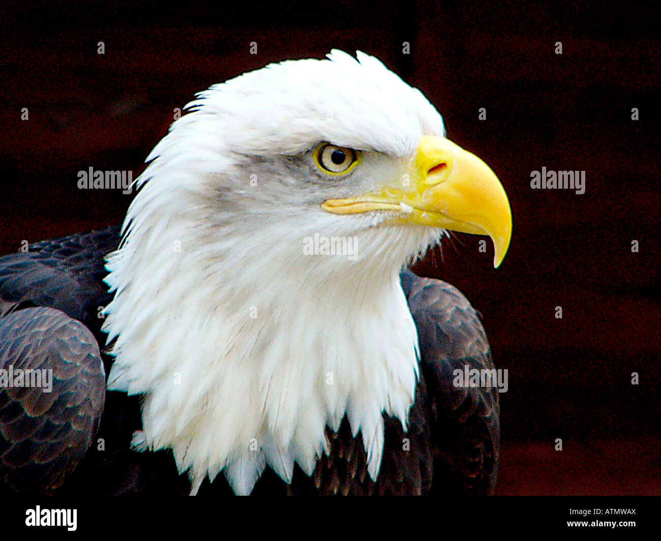 Weißkopfseeadler Haliaeetus leucocephalus Stockfoto