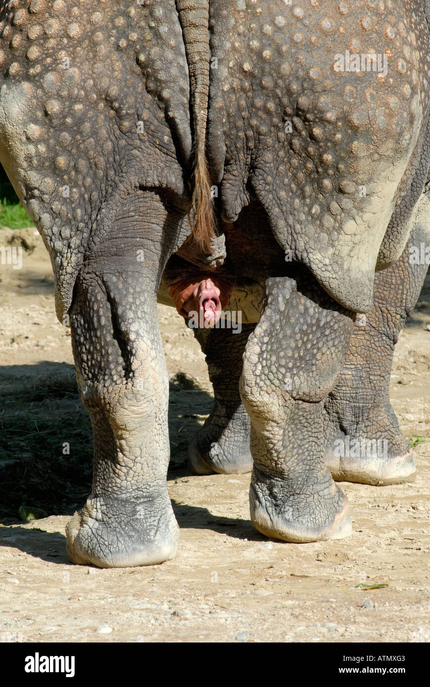 penisring stier Stier Cock Ring-Doppelte Durchdringung Hahn und Ball Ring main image 0