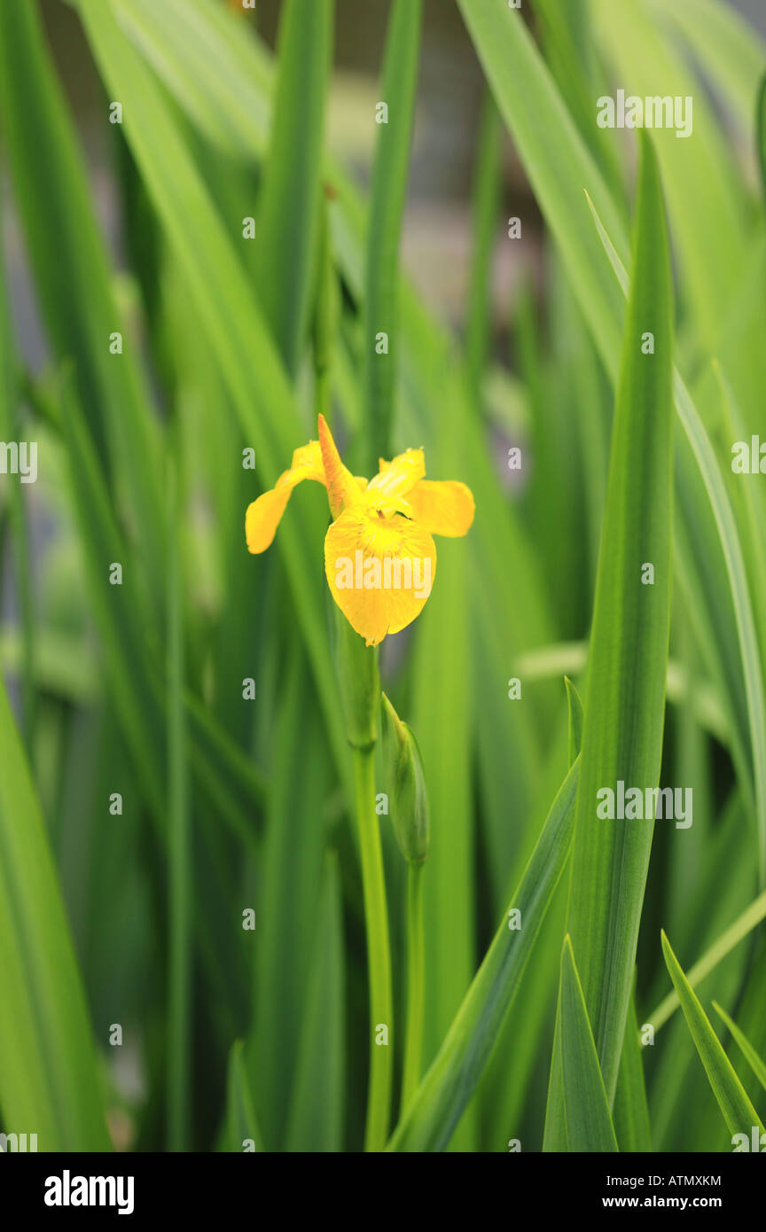 Iris Pseudacorus oder gelbe Iris, halb Wasserpflanze mit starken grünen Blättern und gelben Blume Nahaufnahme Stockfoto