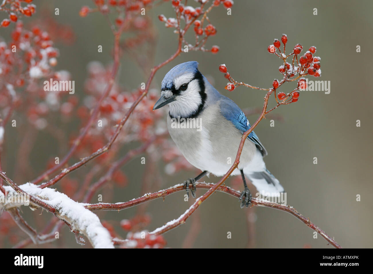 Blue Jay thront im Schnee bedeckt mehrblütig Rose Beeren Stockfoto