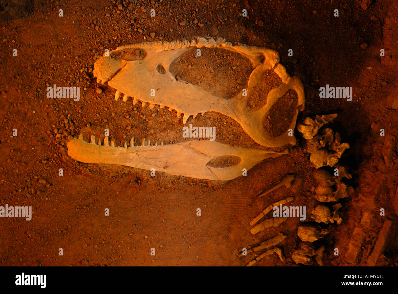 Giganotosaurus Carolinii, Villa El Chocón, Provinz Neuquén, Argentinien, Patagonien, Südamerika Stockfoto