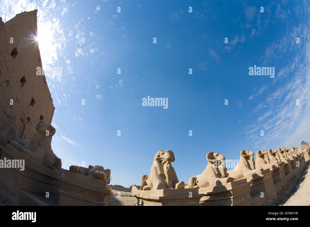 Widderköpfige Sphinx Avenue Tempel von Karnak Luxor Ägypten Nord-Afrika Stockfoto