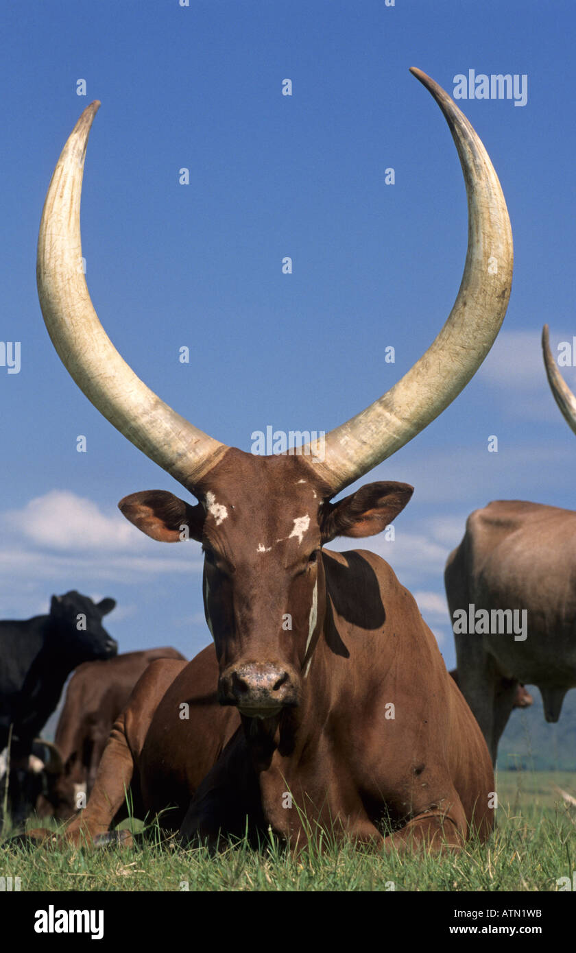  Hörner von Watussi Rindern