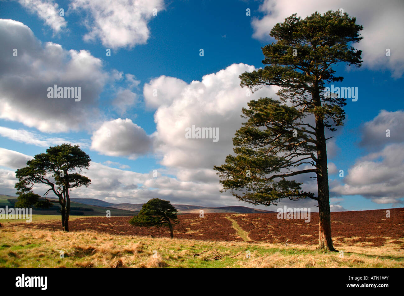 Waldkiefern in Heide Grundstück mit Angus-Hügel in der Ferne. Stockfoto