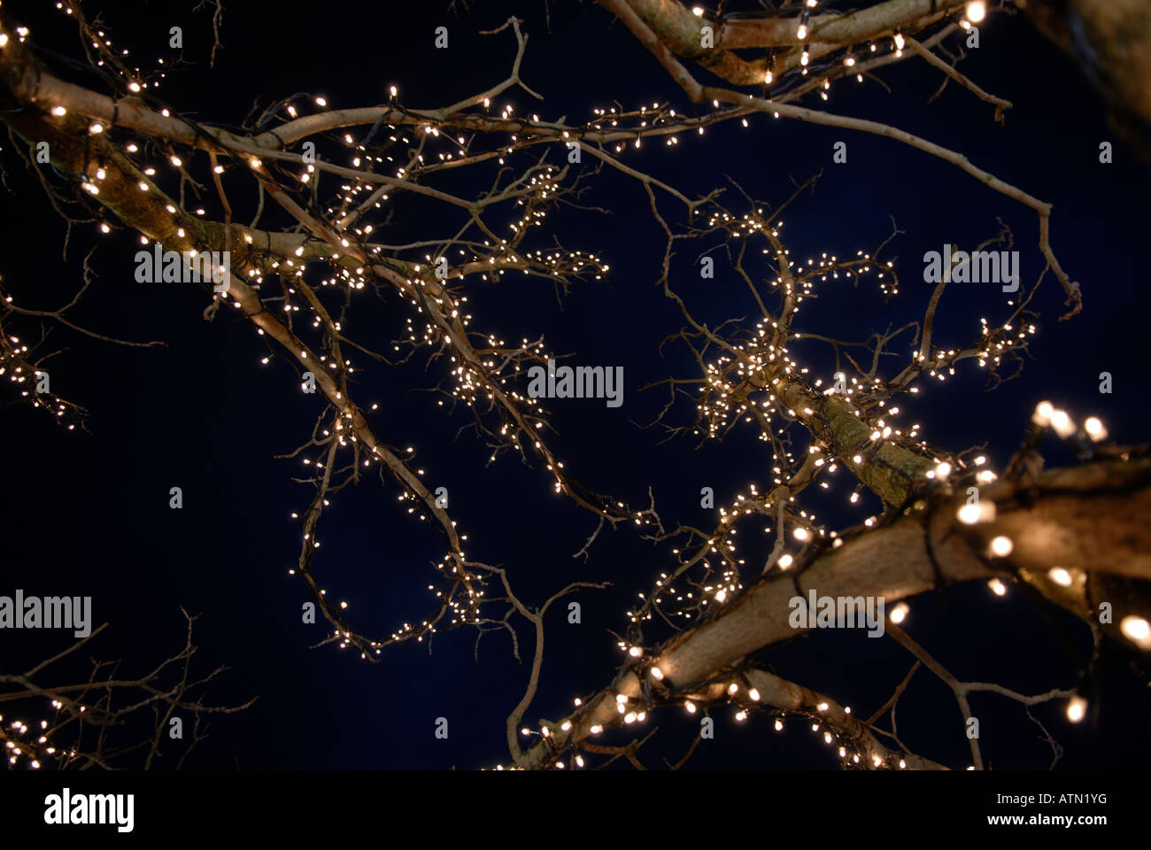 BAUM MIT GLÜHBIRNEN Stockfoto