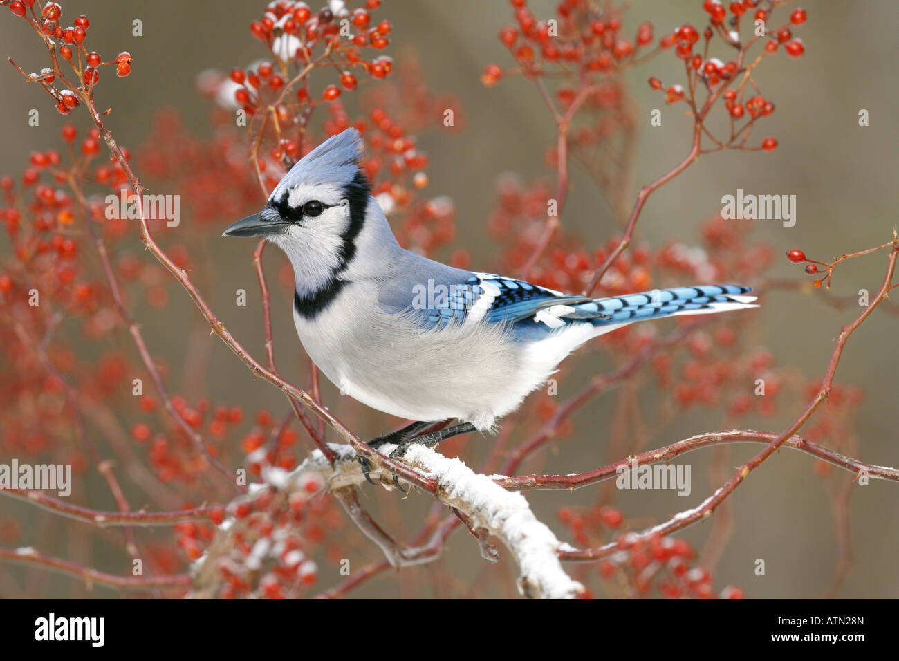 Blue Jay thront im Schnee bedeckt mehrblütig Rose Beeren Stockfoto