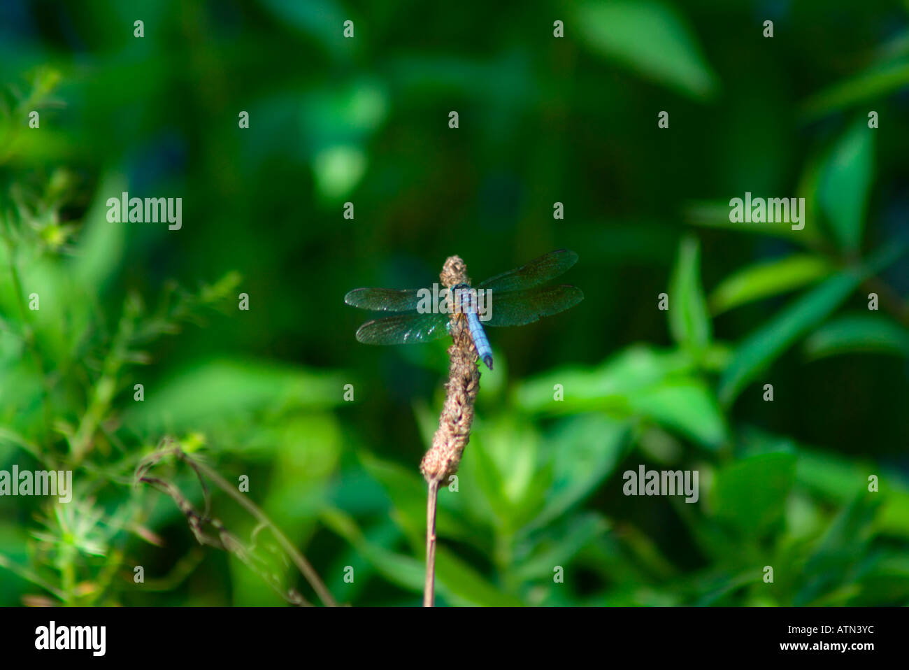 Große blaue Abstreicheisen Libelle Libellula vibrans Stockfoto