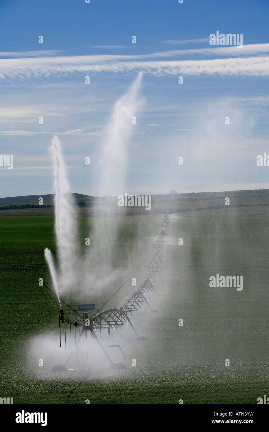Sprinkler Pivot Bewässerung das hügelige Ackerland des östlichen Idaho in der Nähe von Tetonia Stockfoto
