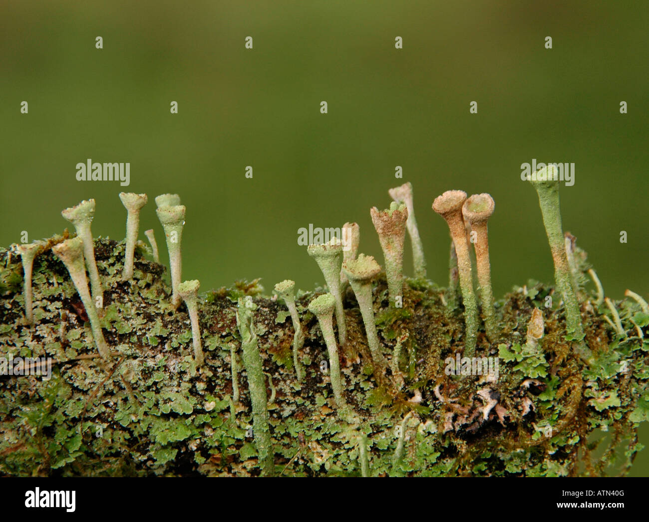 Kleine helle grüne Pilze - Chlorosplenium Aeruginascens - wachsen auf einem Baumstamm. Stockfoto