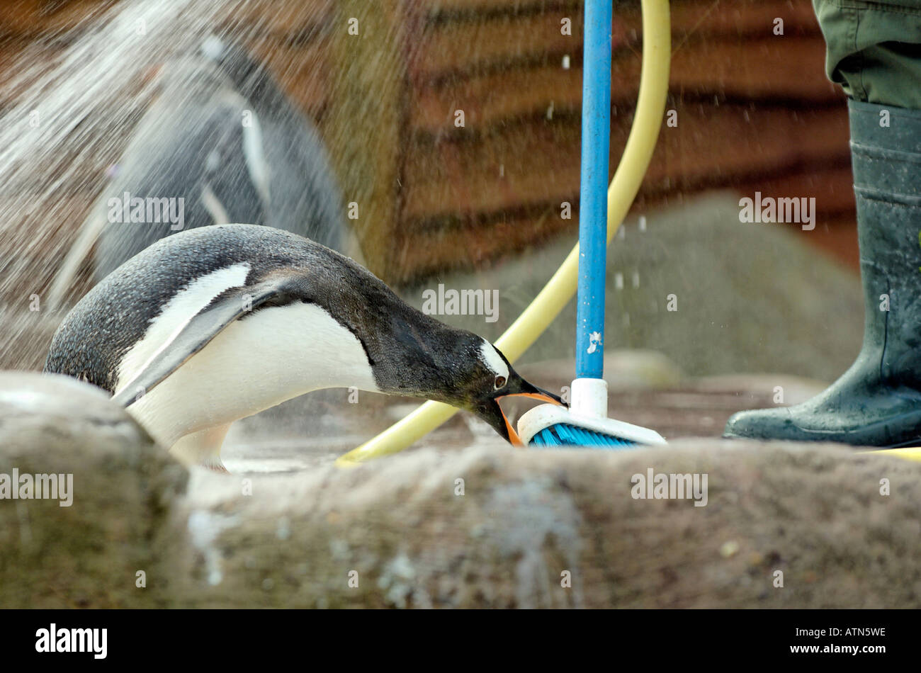 Ein Besen angegriffen von einem Gentoo Pinguin im schottischen Edinburgh Zoo Stockfoto