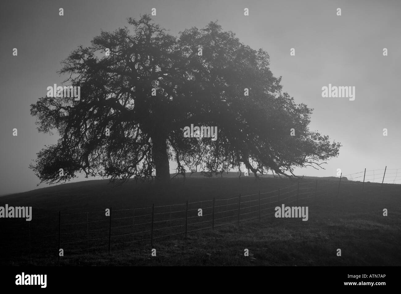 Eiche auf Hügel bei Sonnenaufgang Stockfoto