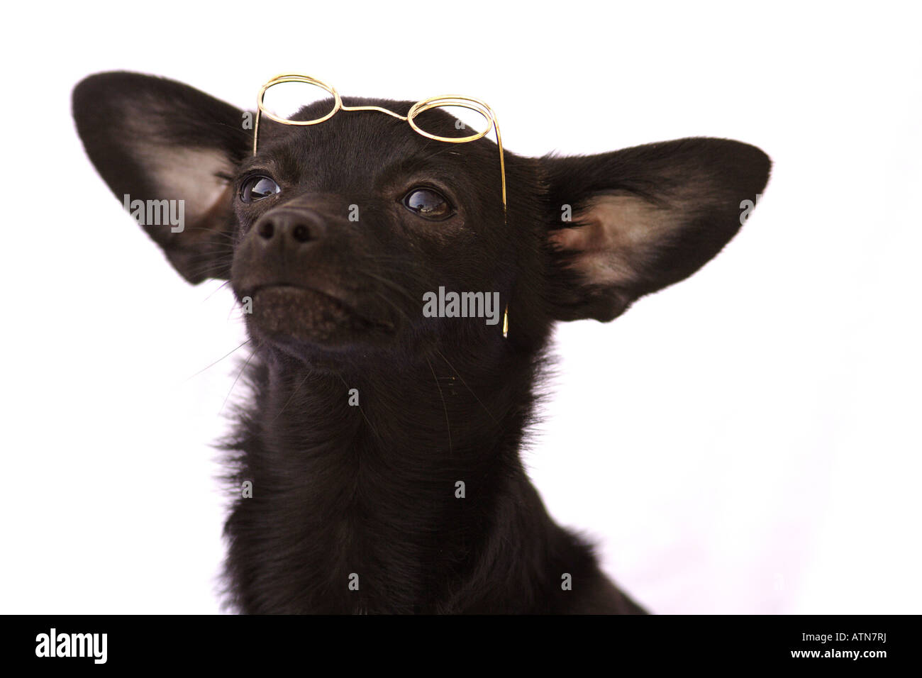 niedlichen Hund mit Brille Stockfoto