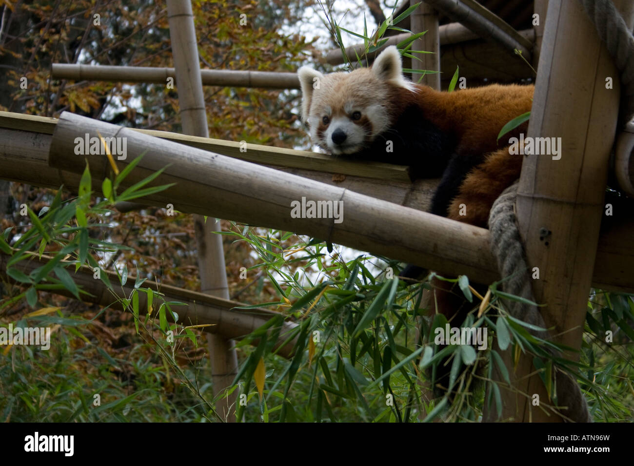 Roter Panda (lat. Ailurus Fulgens). Auf Bambus im Jardin des Plantes Zoo thront. Stockfoto