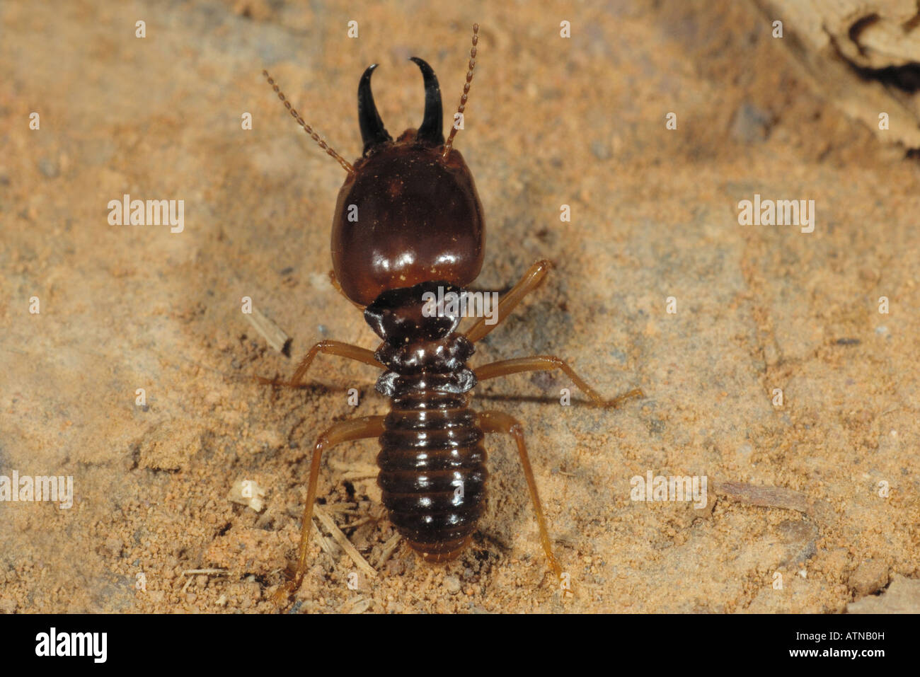 Soldat Termiten (Isoptera SP.) im Nationalpark Khao Yai, Thailand Stockfoto