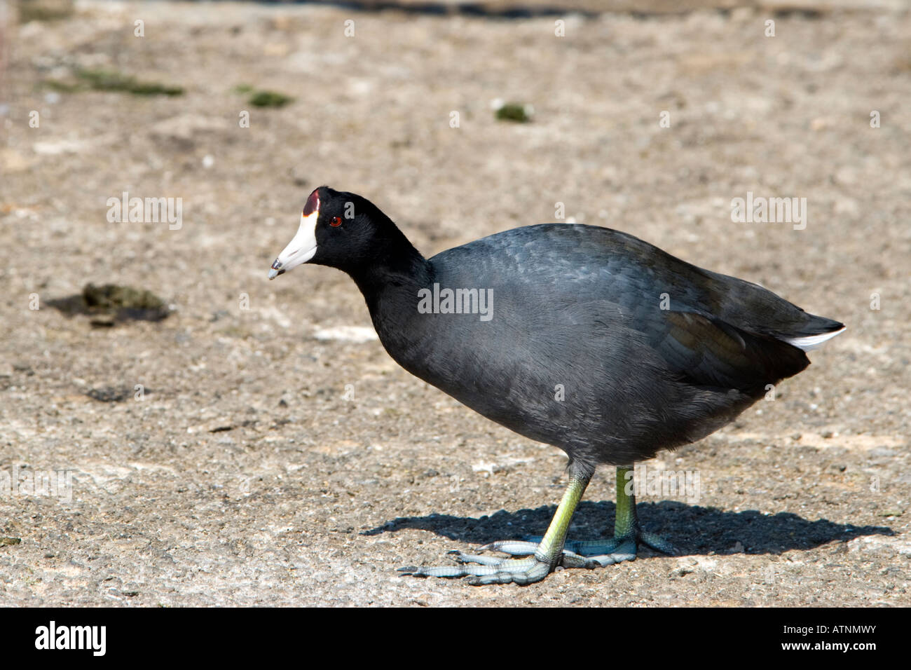 Eine US-amerikanische Blässhuhn (Fulica Americana) in Palo Alto Baylands Naturschutzgebiet in Kalifornien, USA. Stockfoto