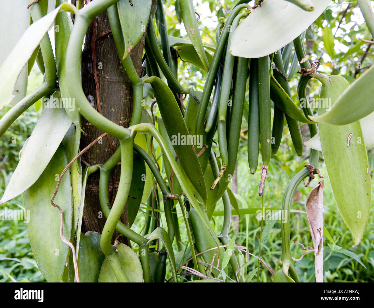 Vanille-Pflanze in der Nhe von Mumbuk Bali Indonesien Stockfotografie -  Alamy