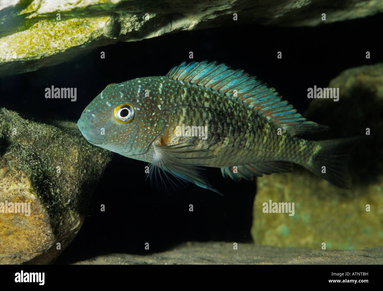 Tropheus Moori, endemische cichlid von tanganika See, Afrika