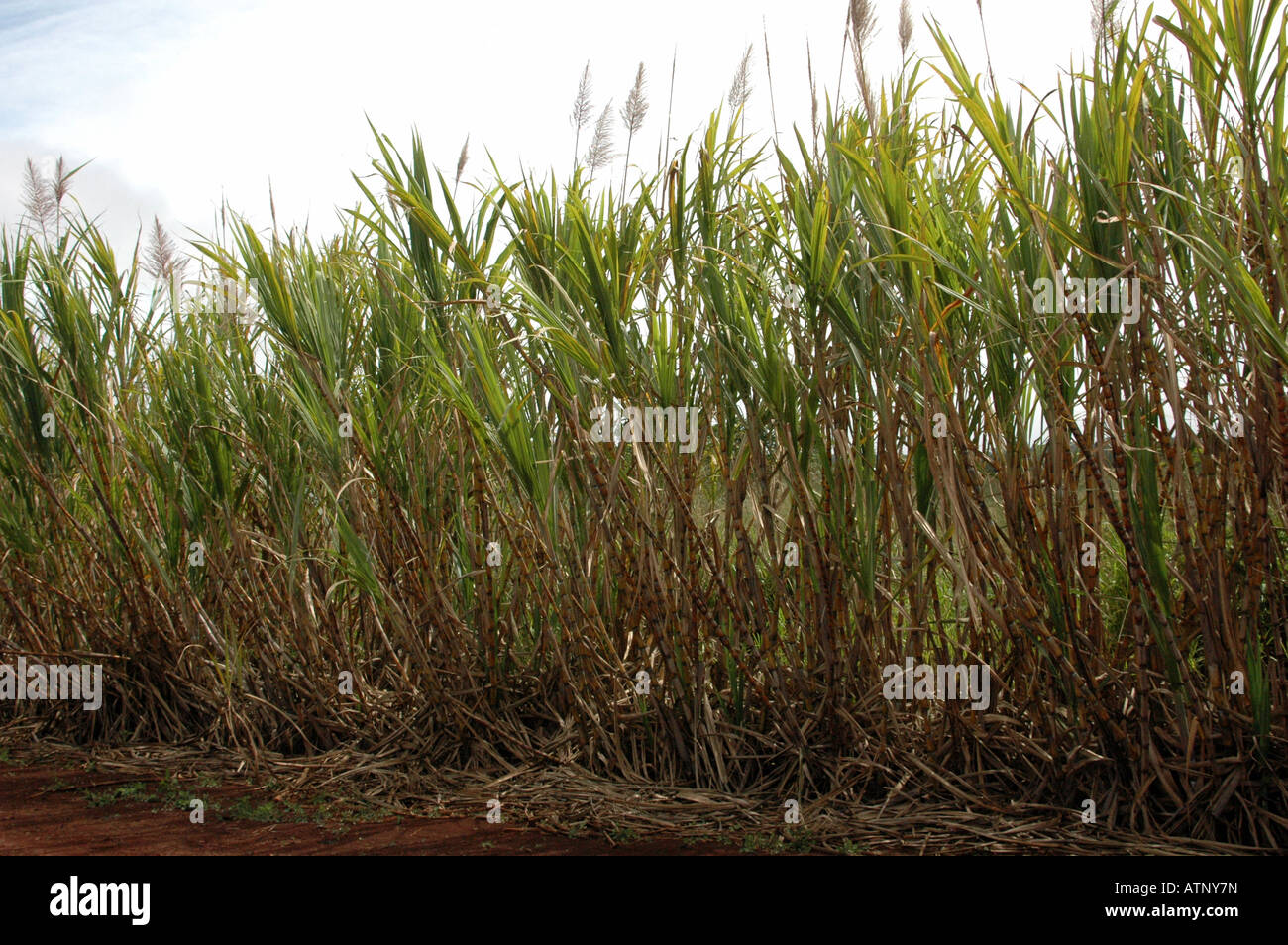Zuckerrohr wächst entlang der Straße in Hawaii Stockfoto