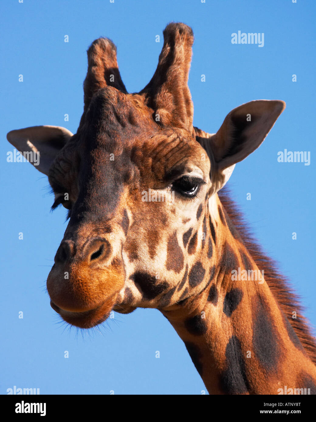 Giraffe-Porträt Stockfoto