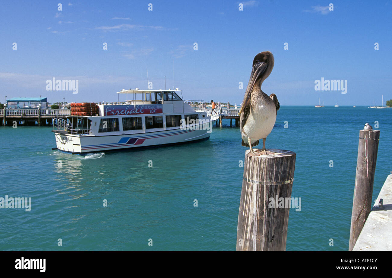 USA FLORIDA FLORIDA KEYS KEY WEST Uhren eine braune Pelikan auf eine Anhäufung ein Ausflugsschiff verlassen den Hafen von Key West Stockfoto