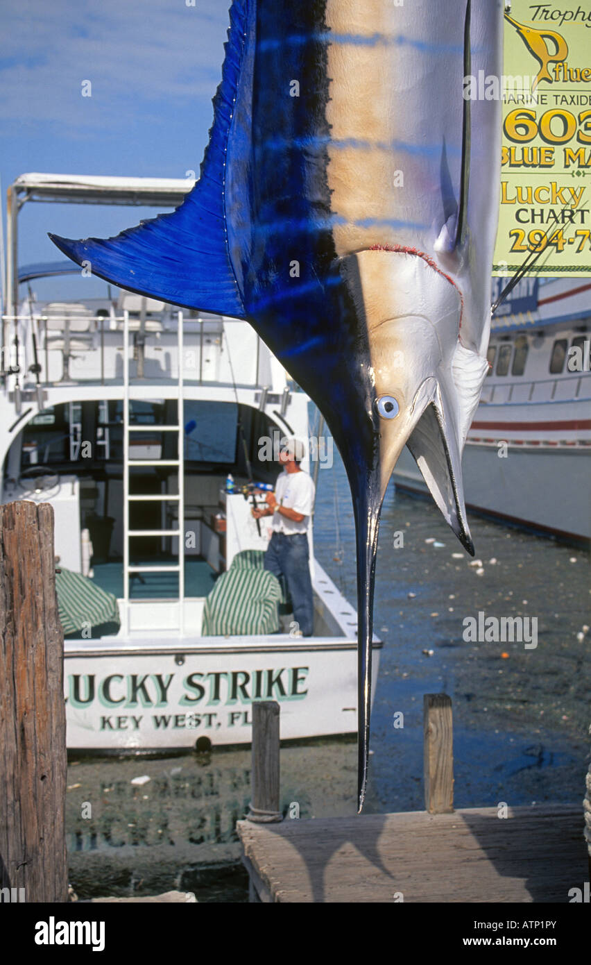 Ein Fischer auf seinem Fischerboot Sport und einen großen blauen Marlin Fisch am Hafen von Key West Stockfoto