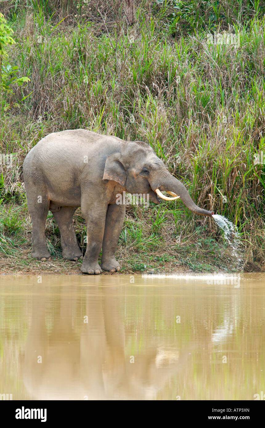 Wilde Männer Asiatischer Elefant Elephas Maximus in Kui Buri Nationalpark Thailand Stockfoto