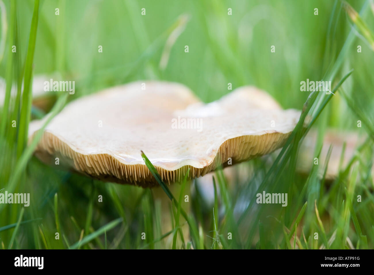 In der Nähe der Kiemen von Wiese Waxcap (Hygrocybe pratensis) Pilz in Garten Rasen Gras im Herbst wächst. Britische Pilze. Großbritannien Großbritannien Stockfoto