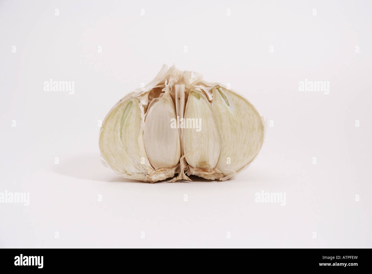 Knoblauch (Allium Sativum) | Halbierte Knoblauch Knolle Stockfoto