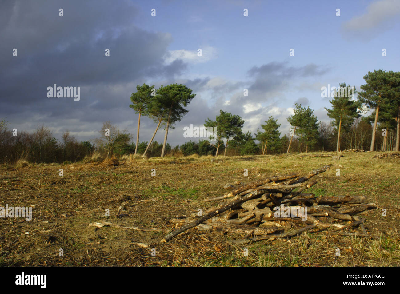 Abholzung in der Nähe von Herstmonceux, England Stockfoto