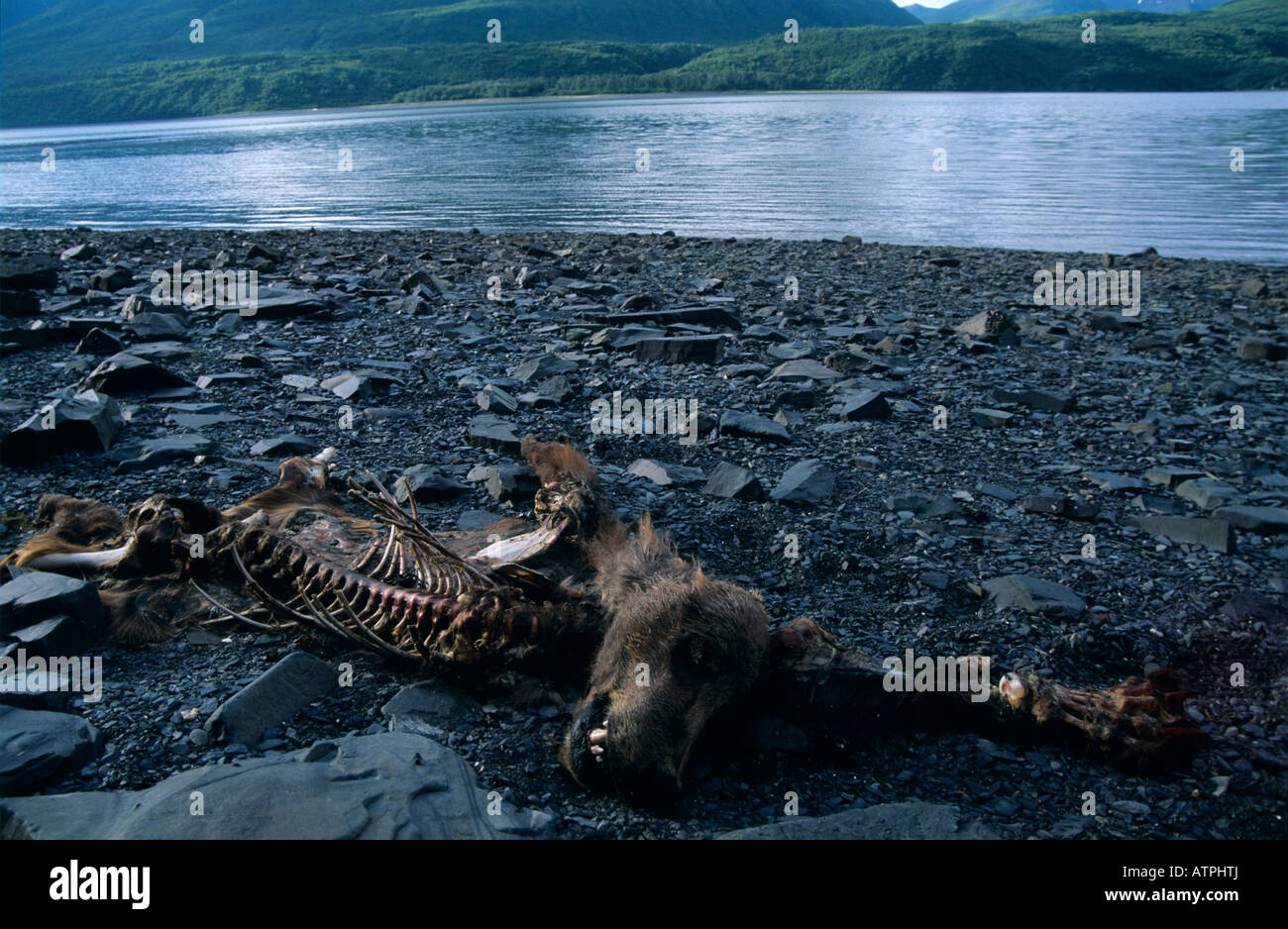 toten jungen Kodiak Bären (Ursus Arctos Middendorffi) Uyak Bay Kodiak Alaska Stockfoto