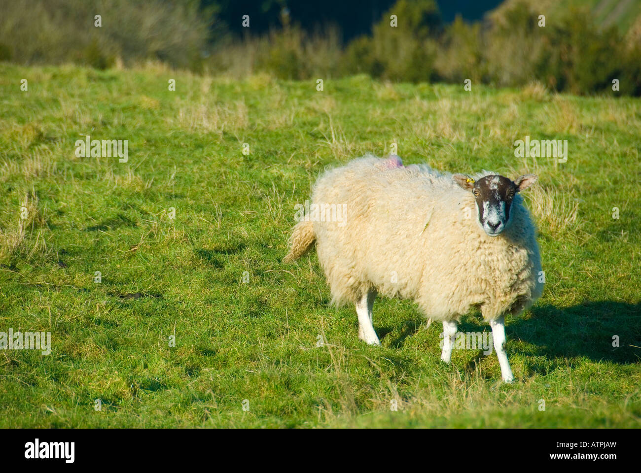 Eine schwarze konfrontiert Schaf stehend in einem Feld Stockfoto