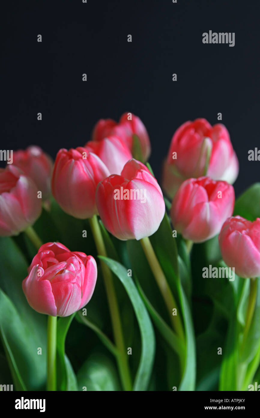 eine Reihe von rosa Tulpen Stockfoto