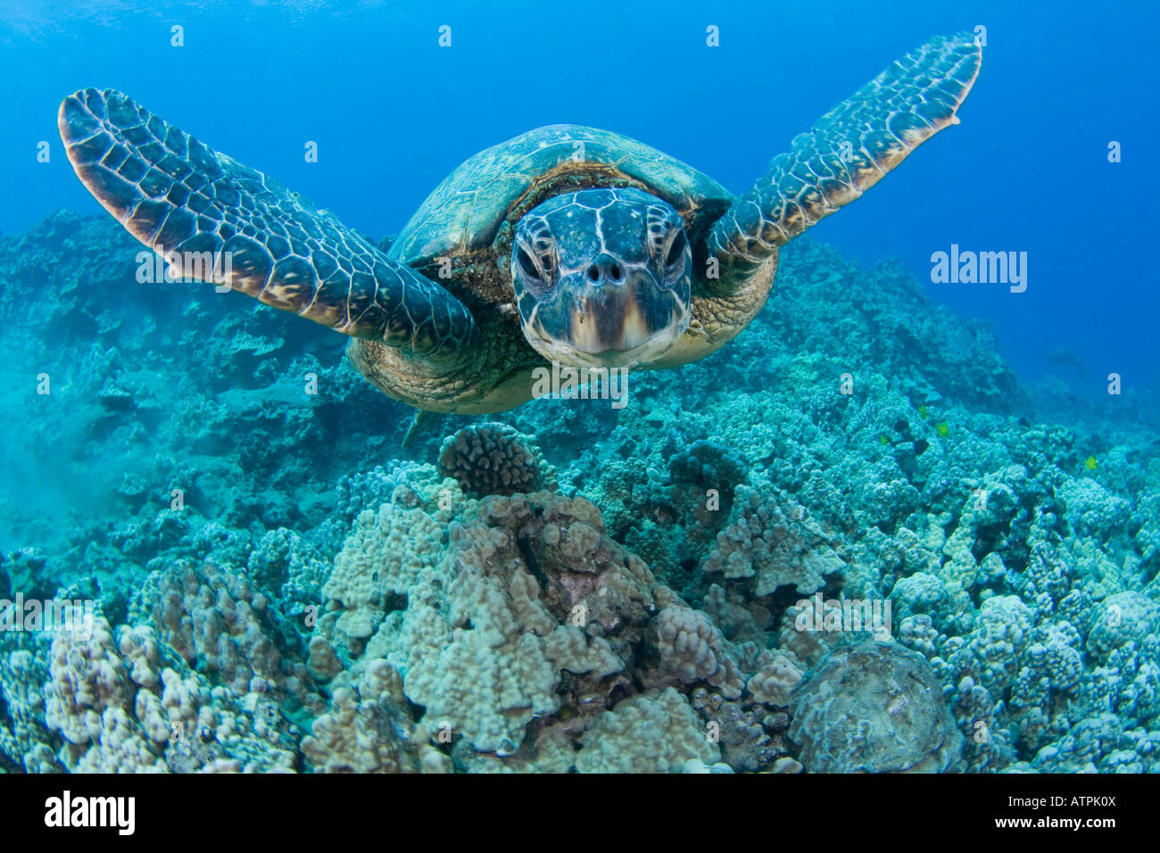 Grüne Meeresschildkröte, Chelonia Mydas, eine bedrohte Art, Hawaii. Stockfoto