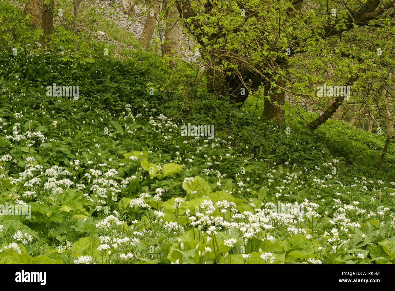 Bärlauch blüht unter einer Platane Stockfoto