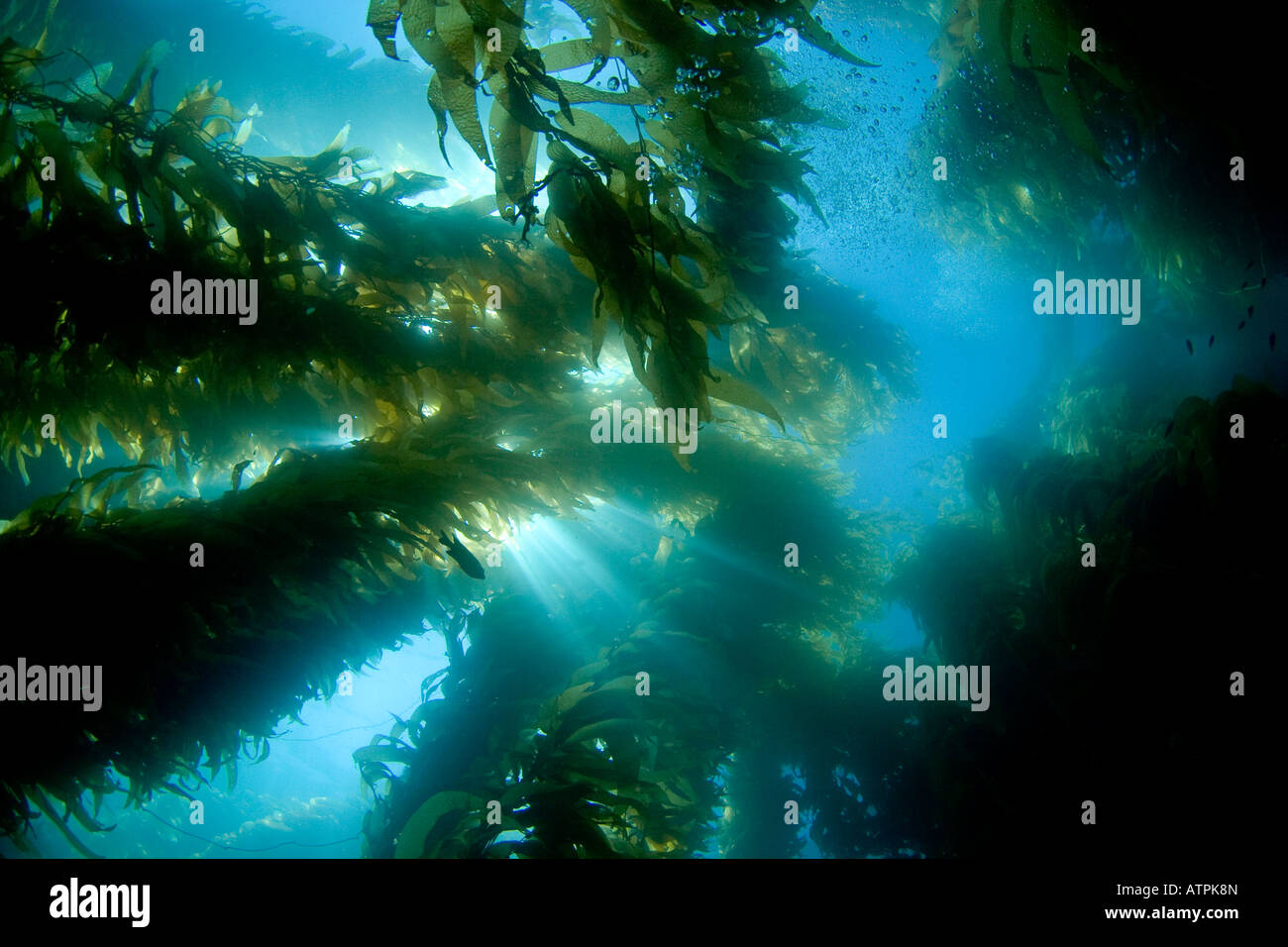 Sonnenlicht durch einen Wald aus riesigen Seetang, Macrocystis Pyrifera, aus Catalina Island, Kalifornien, USA. Stockfoto