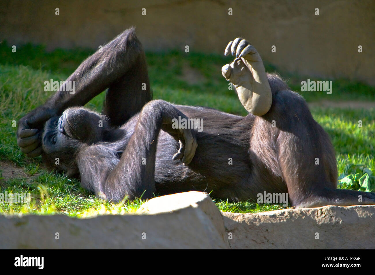 Gorillas im San Diego Zoo San Diego Kalifornien USA Stockfoto
